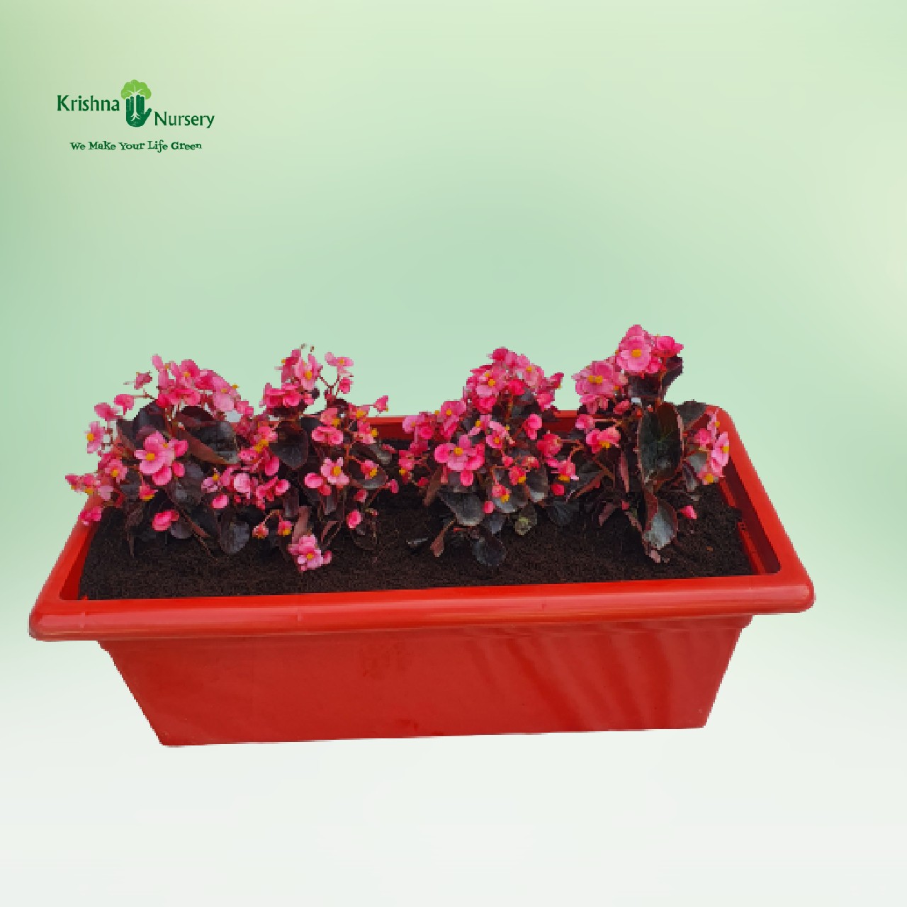 begonia-pink-flower-plant-tray