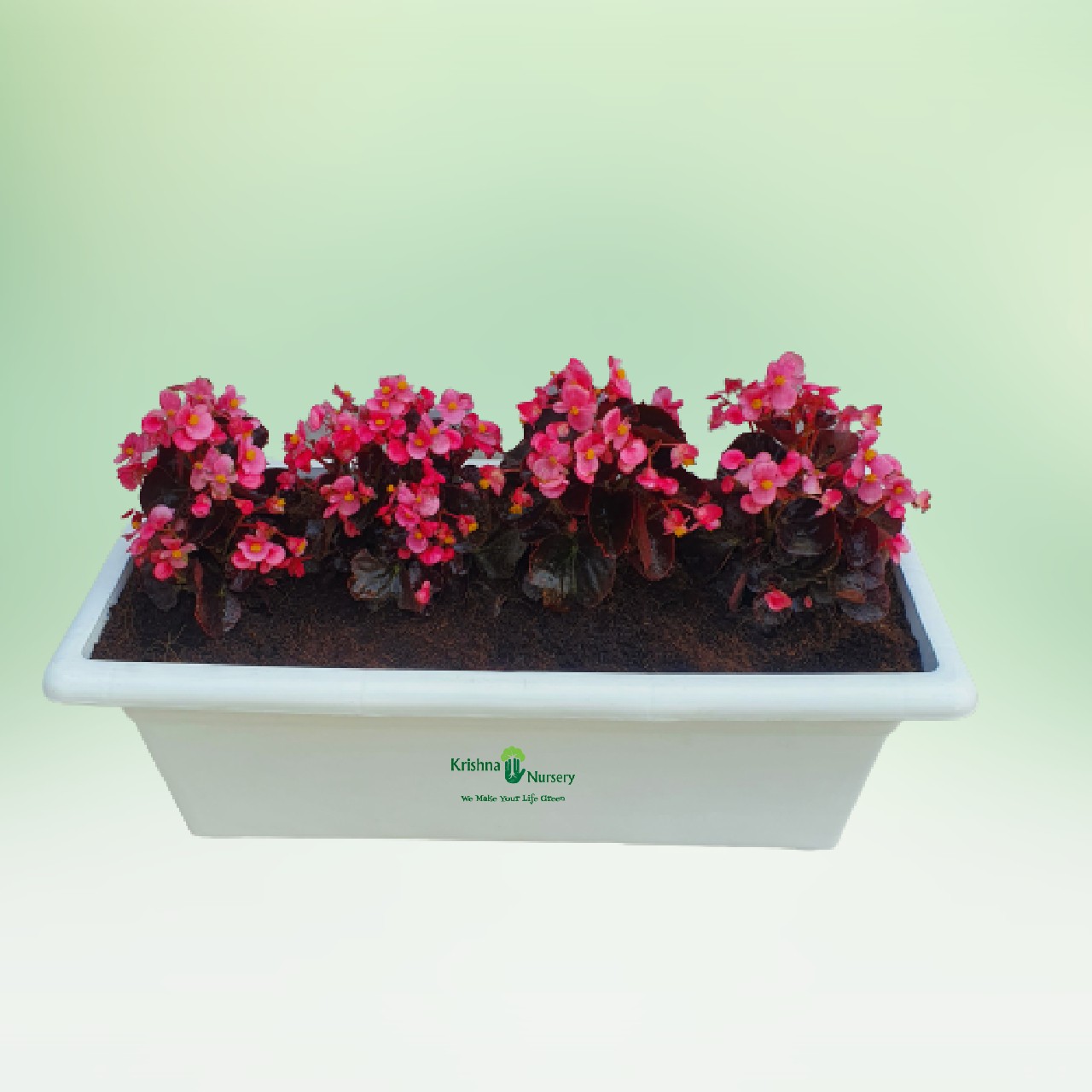 begonia-pink-flower-plant-tray