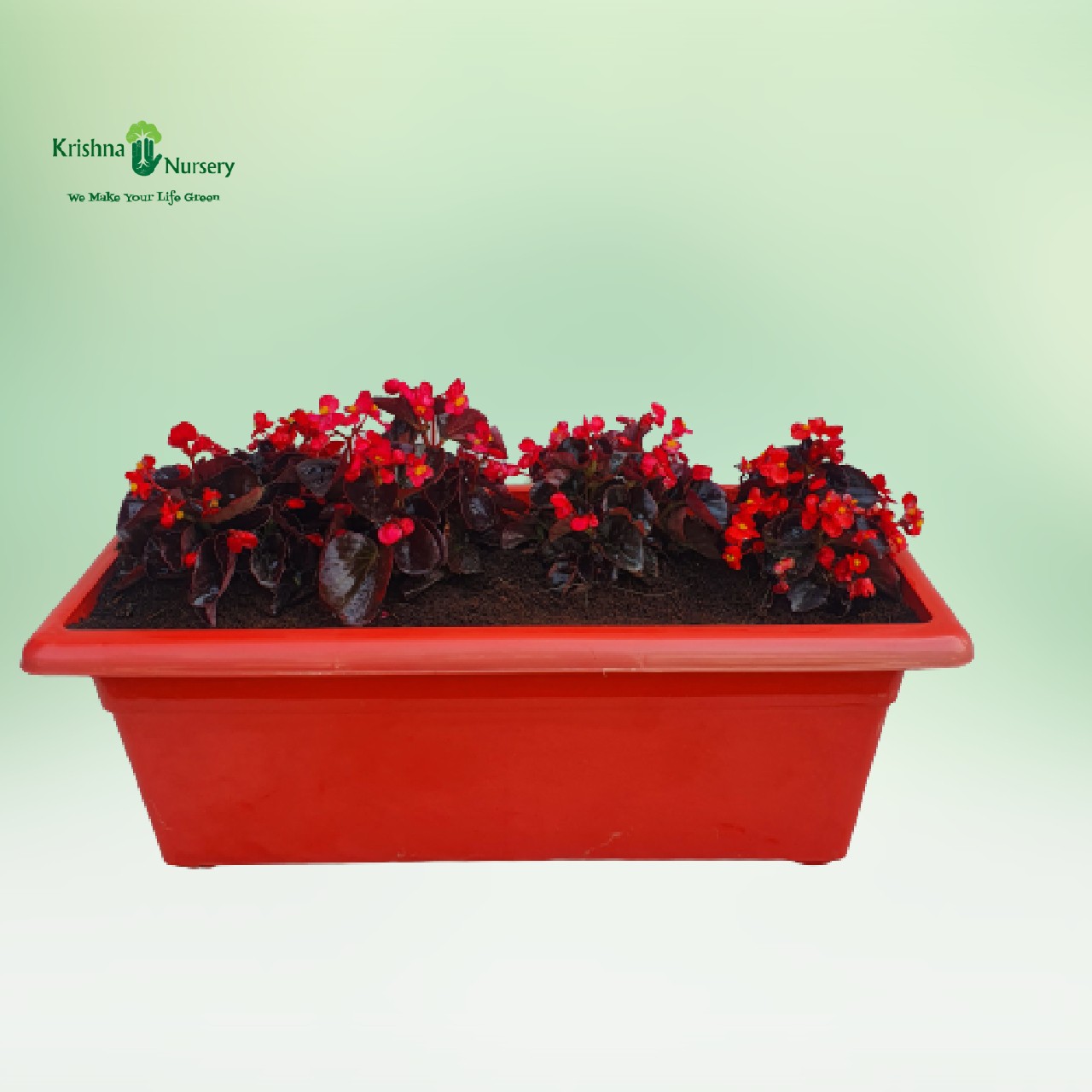 begonia-red-flower-plant-with-tray