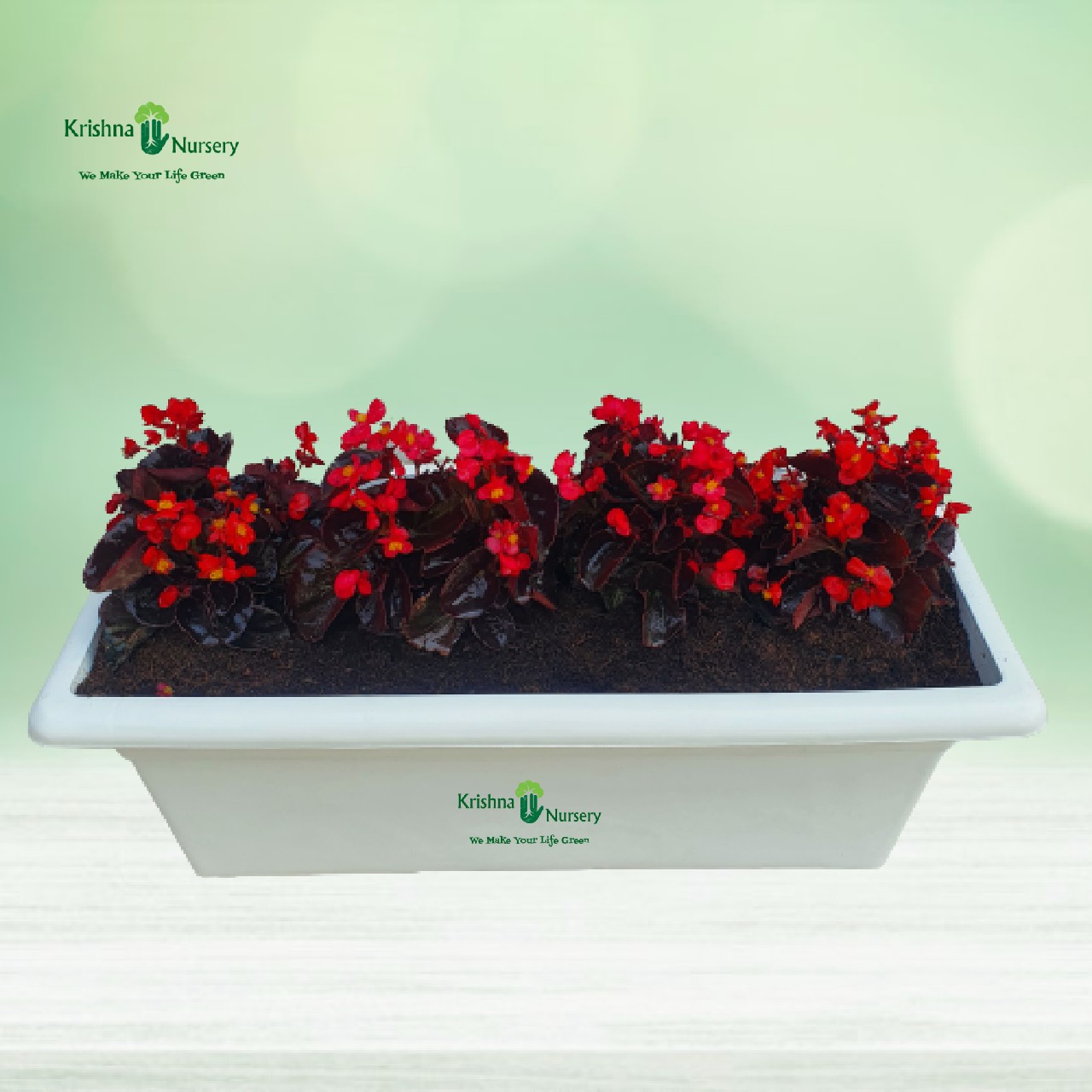 begonia-red-flower-plant-with-tray