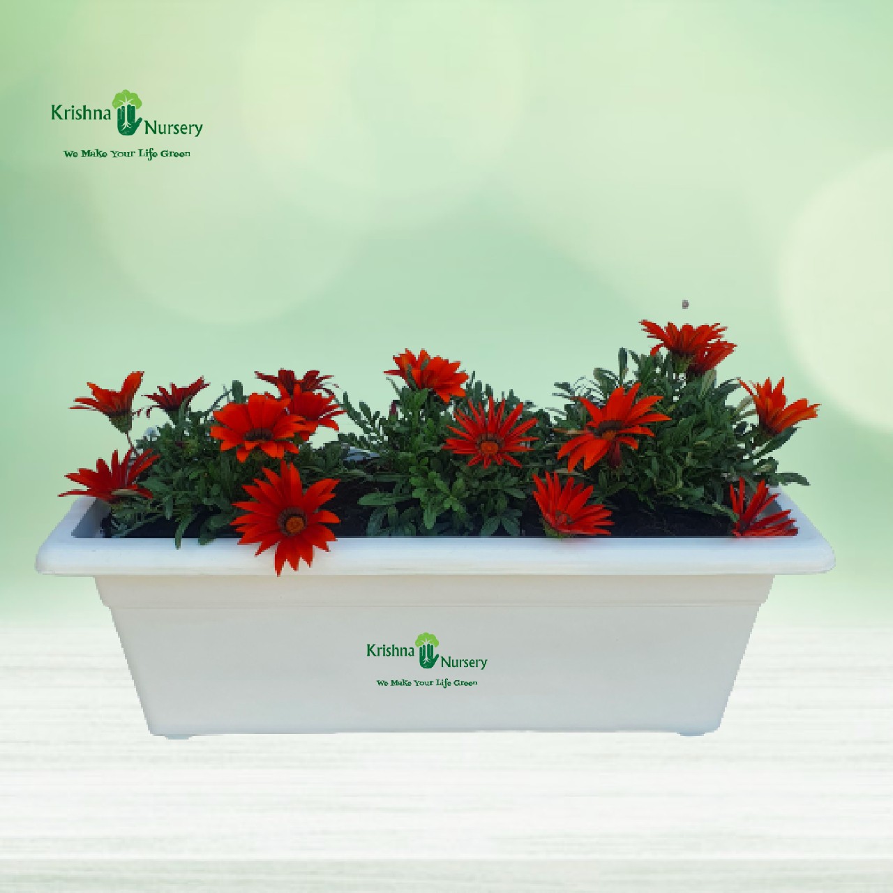 gazania-red-flower-plant-tray