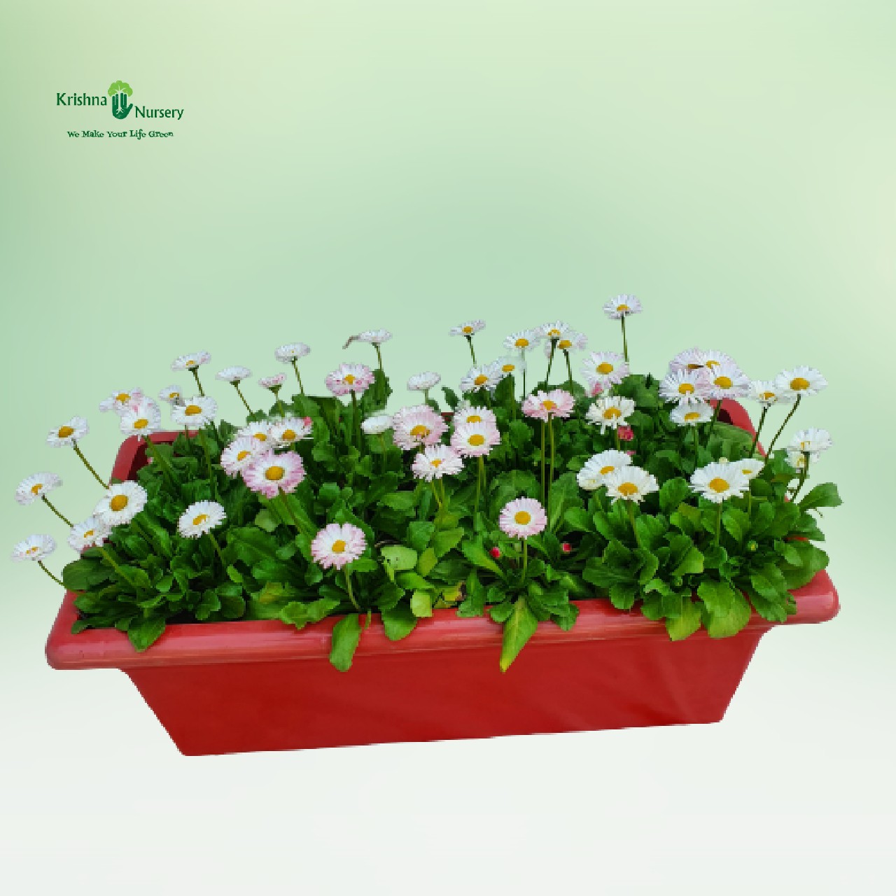 bellis-white-flower-plant-tray