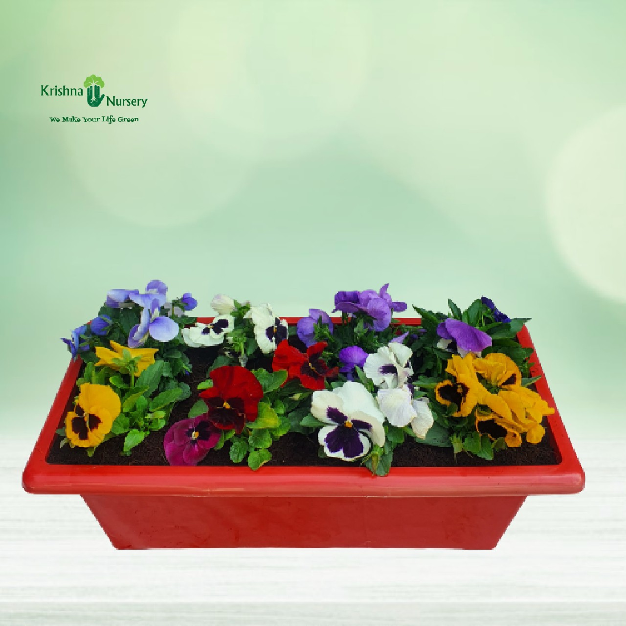 colorful-pansy-flower-plant-tray