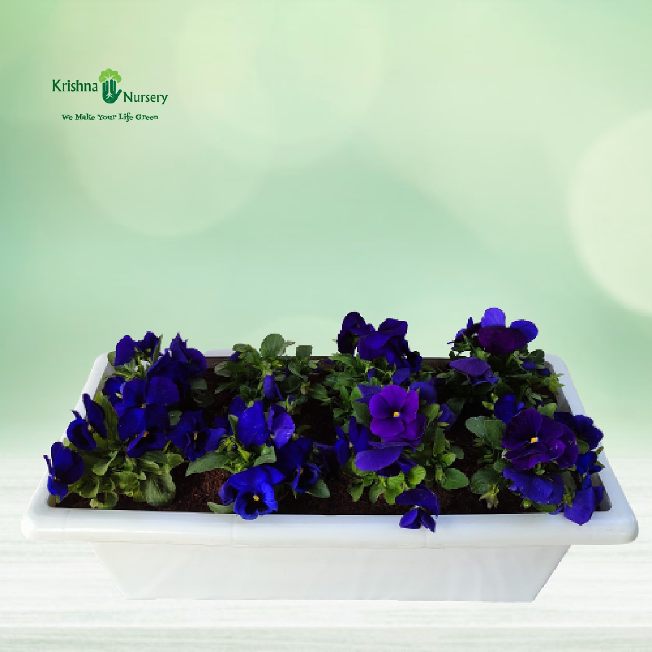 purple-pansy-plant-tray