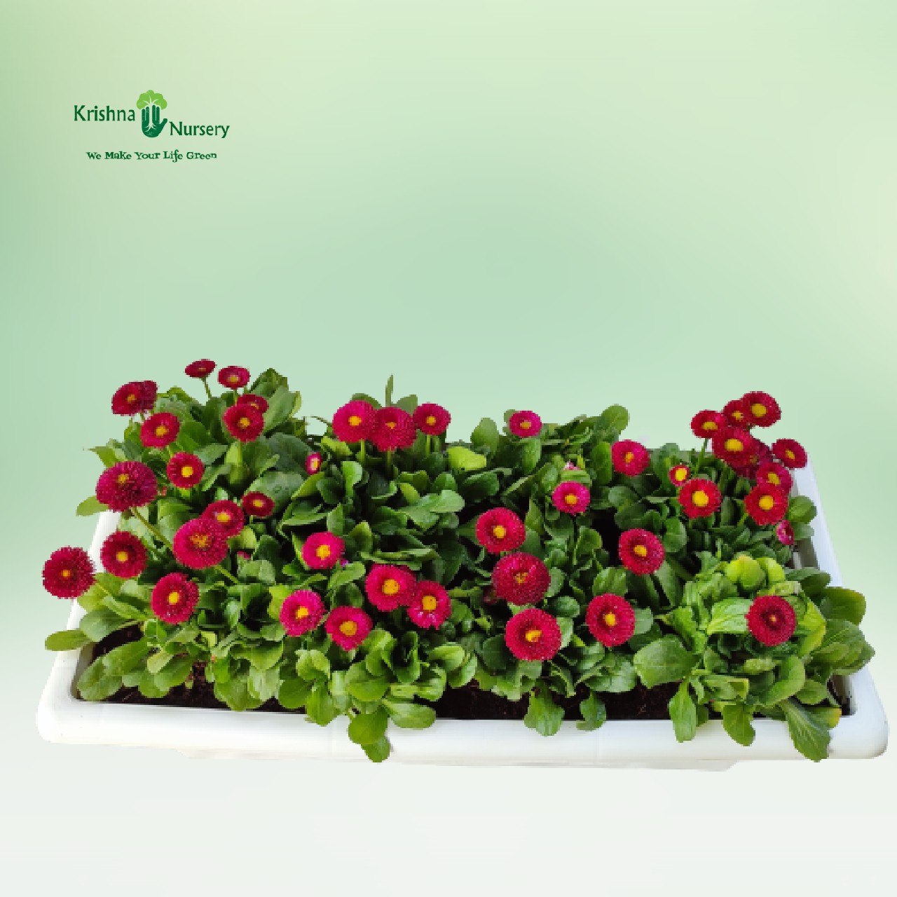 bellis-red-flower-plant-tray