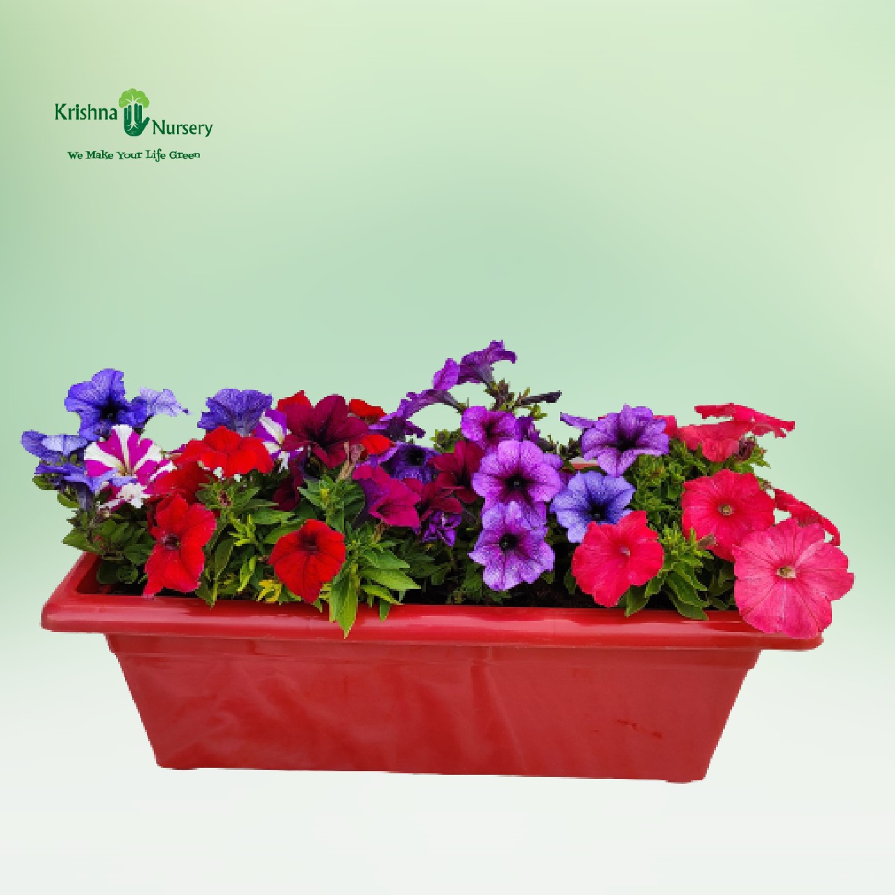 colorful-petunia-flower-plant-tray