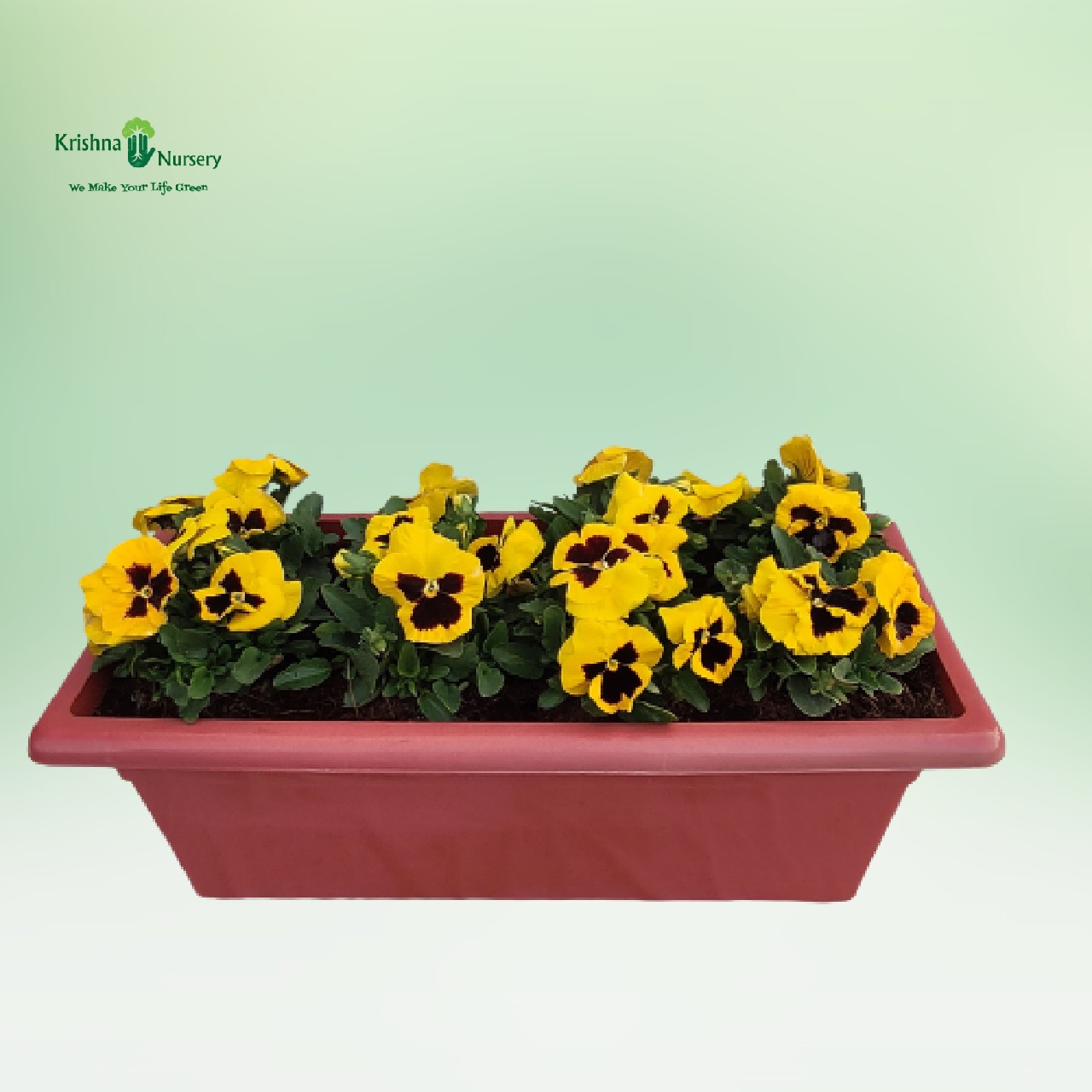 yellow-pansy-flower-plant-tray