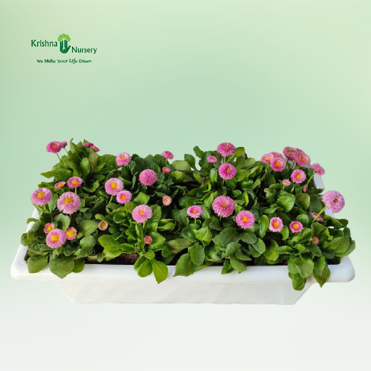 colorful-petunia-flower-plant-tray
