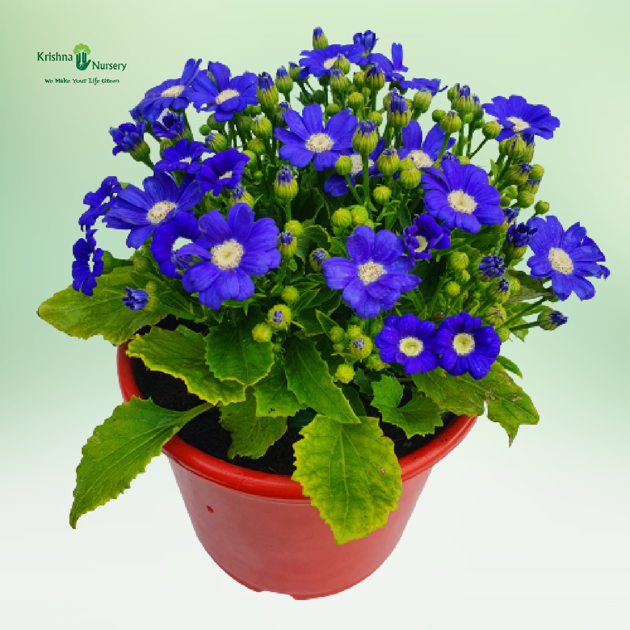 blue-cineraria-flower-plant