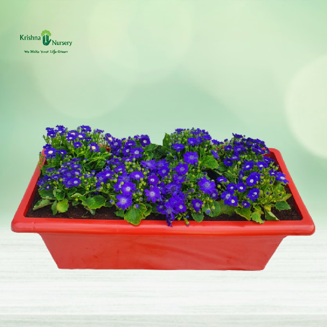 blue-cineraria-flower-plant-tray