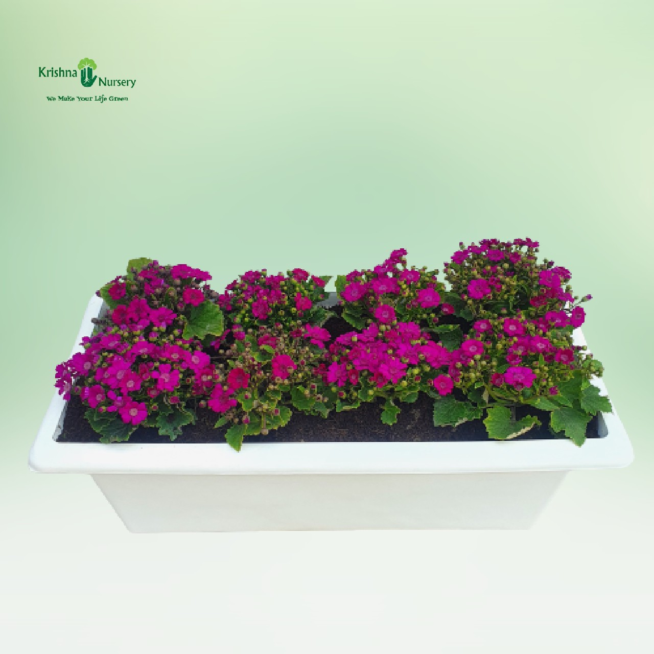 pink-cineraria-flower-plant-tray