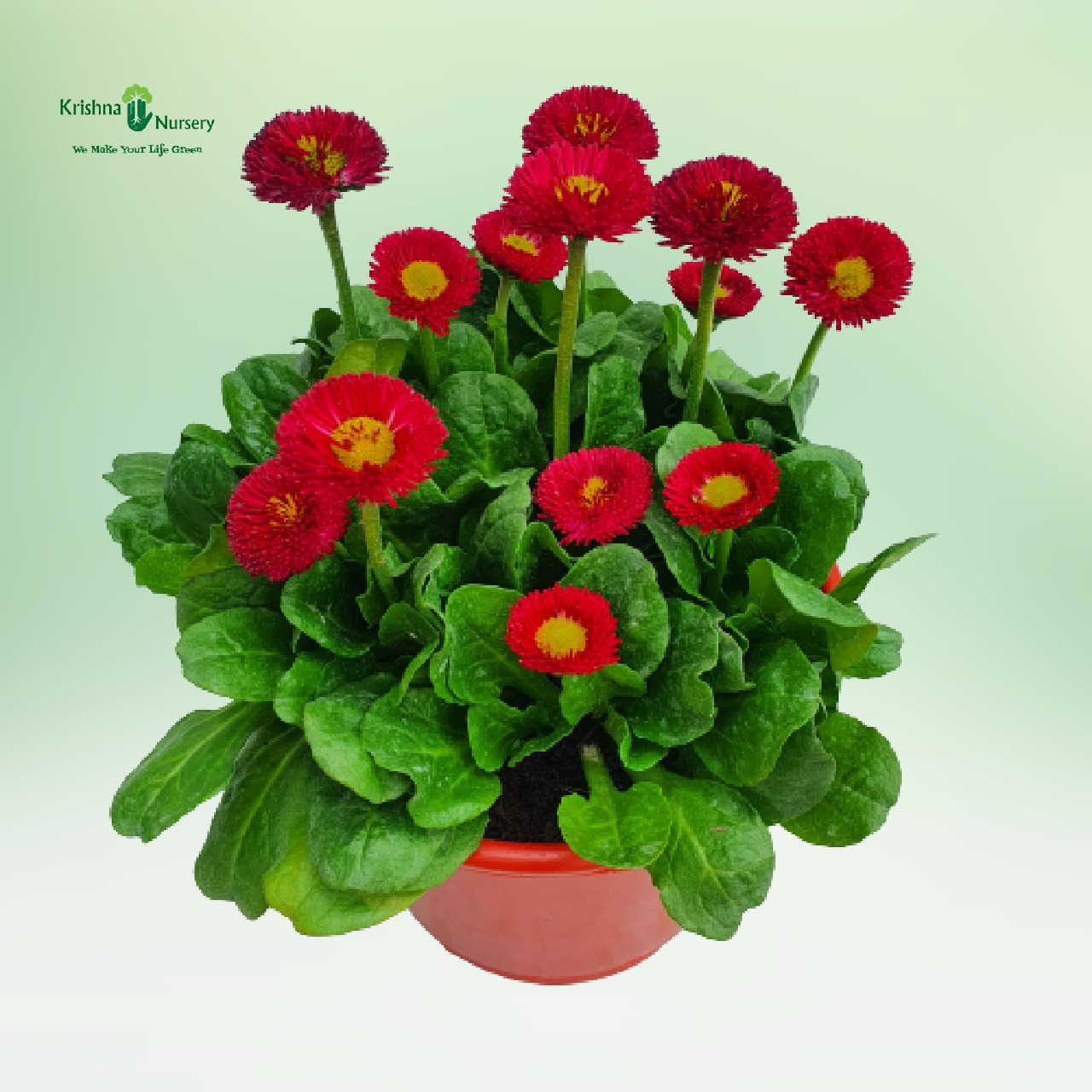bellis-plant-red-flower
