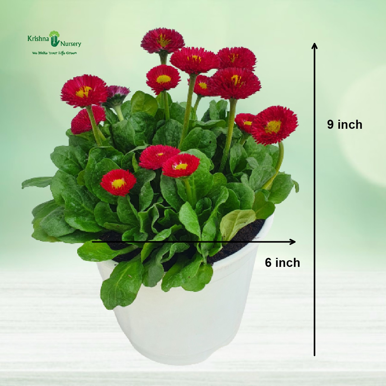 bellis-plant-red-flower