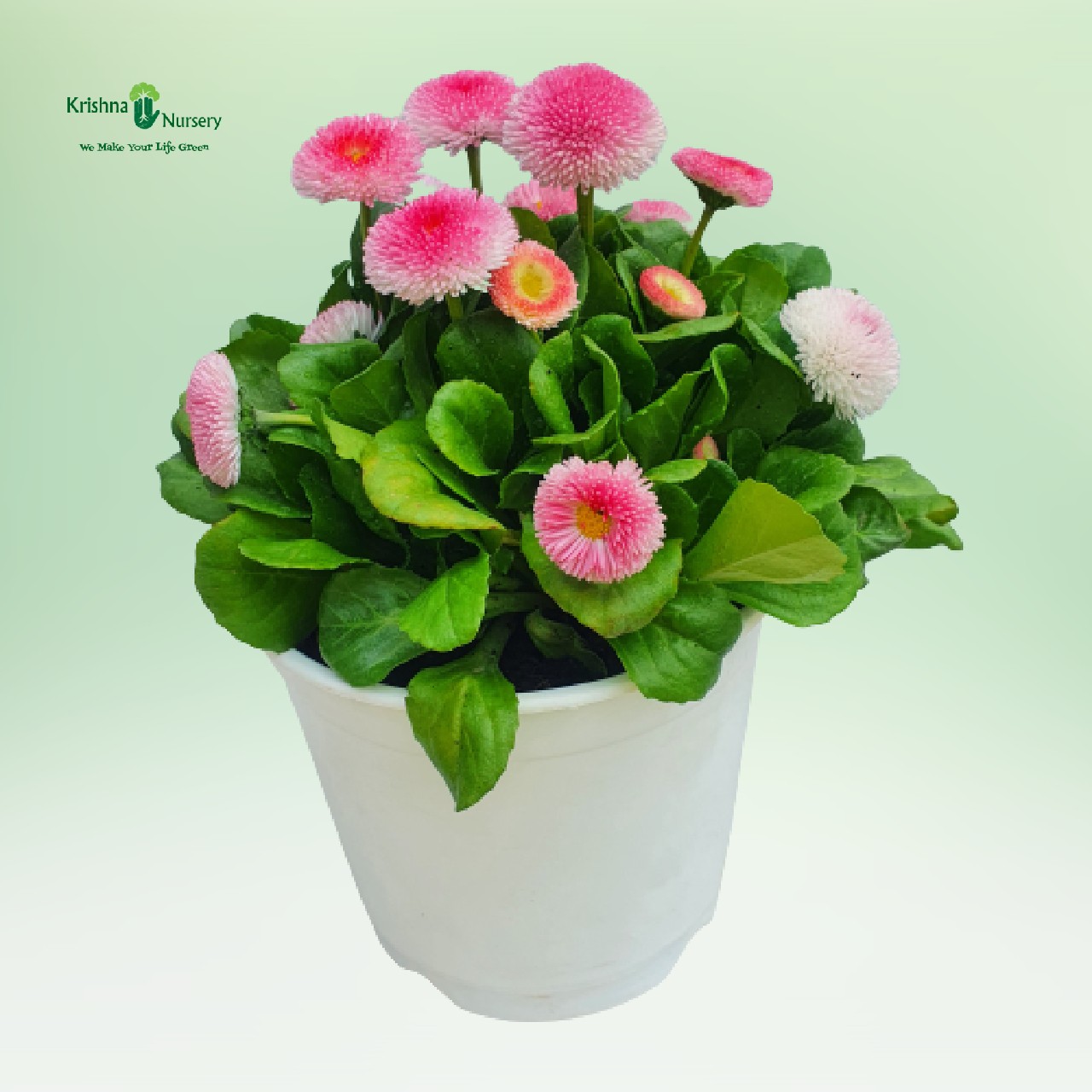 bellis-plant-pink-flower