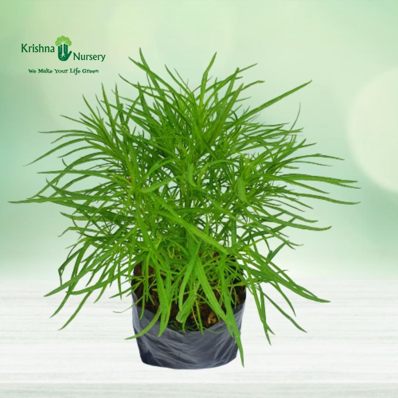 kochia-plant