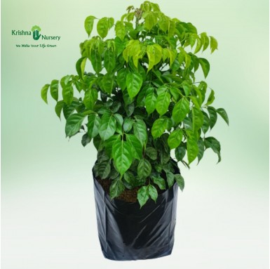 China Doll (Radermachera Plant) - Indoor Plants -  - china-doll-radermachera-plant -   