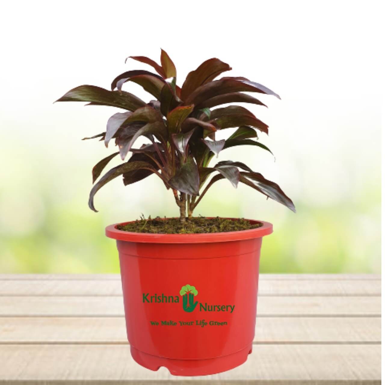 dracaena-rosea-plant