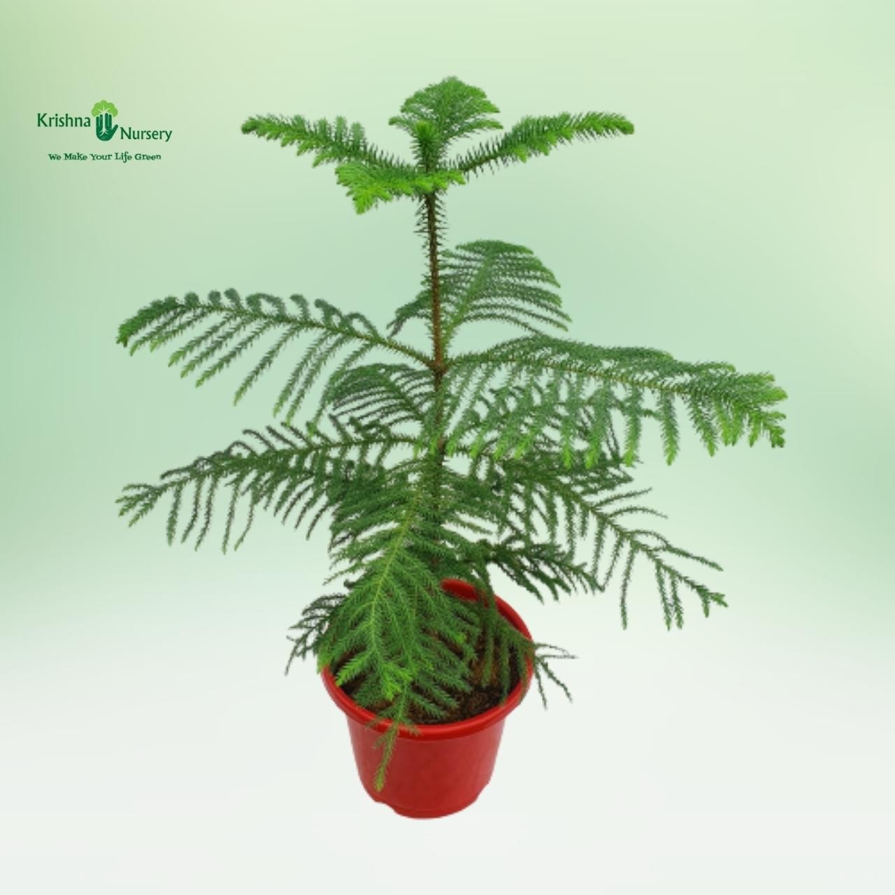 araucaria-plant