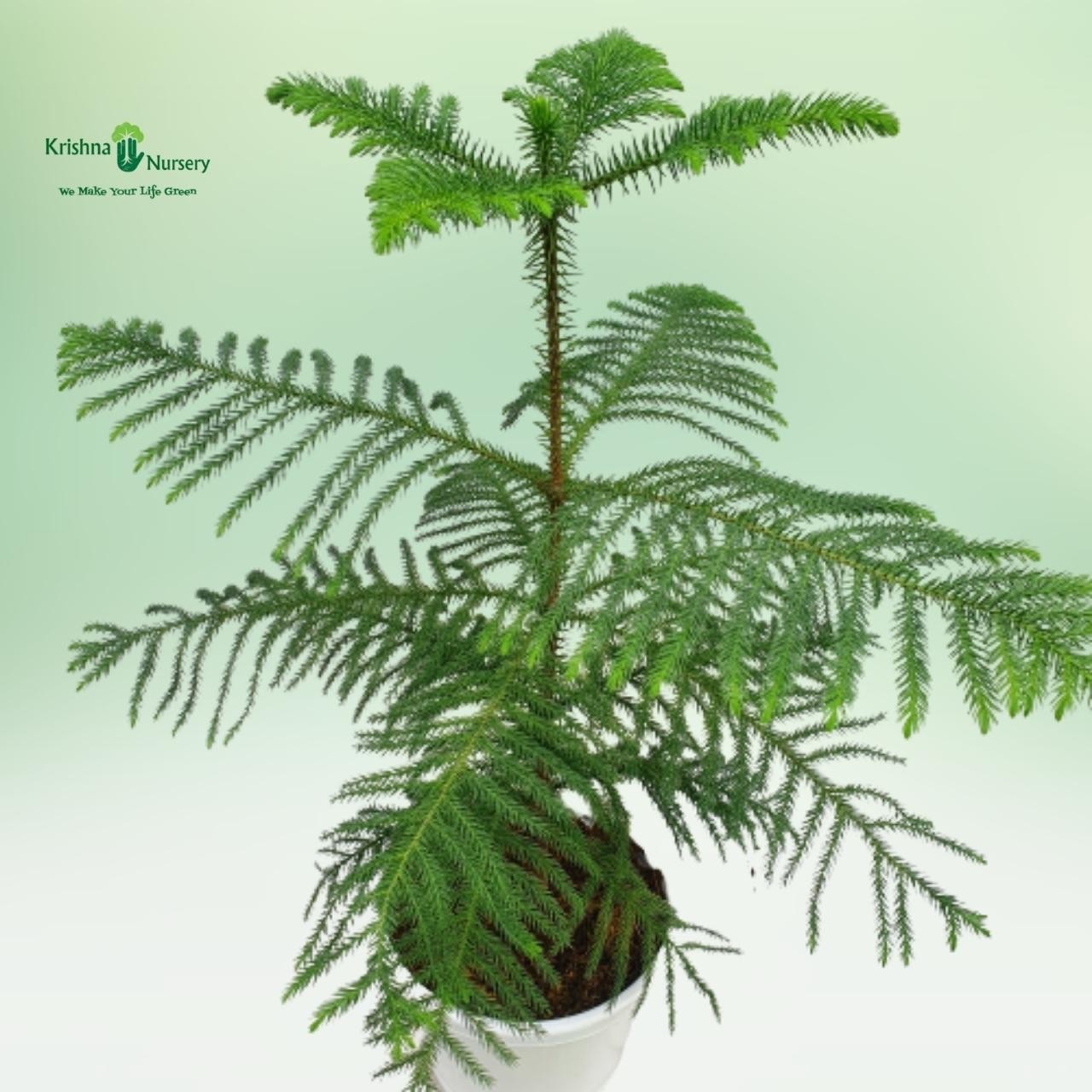 araucaria-plant