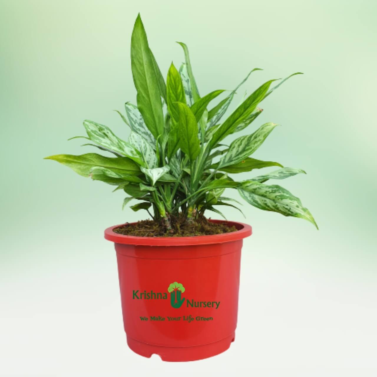 aglaonema-plant