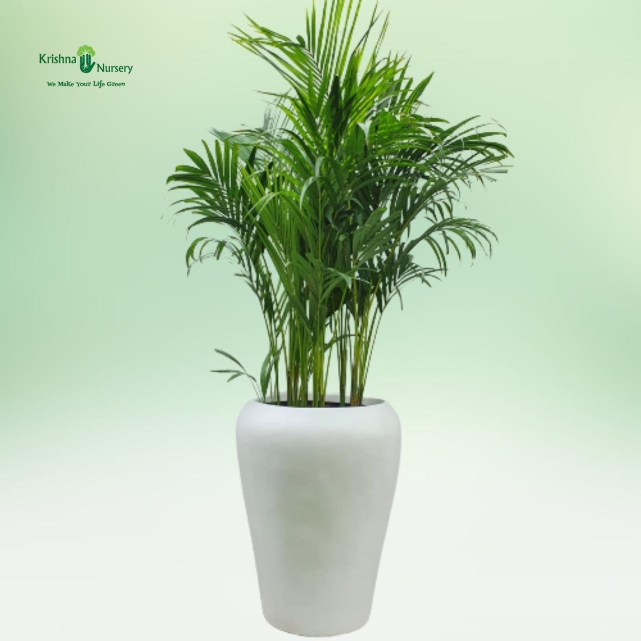 areca-palm-with-fiber-pot