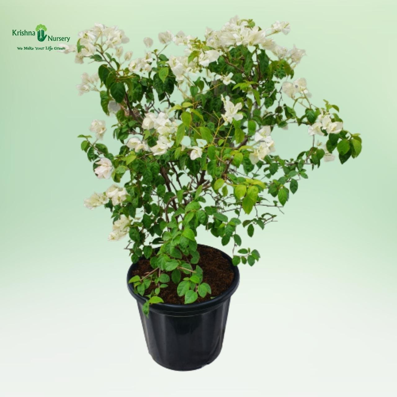 bougainvillea-white-flower-plant