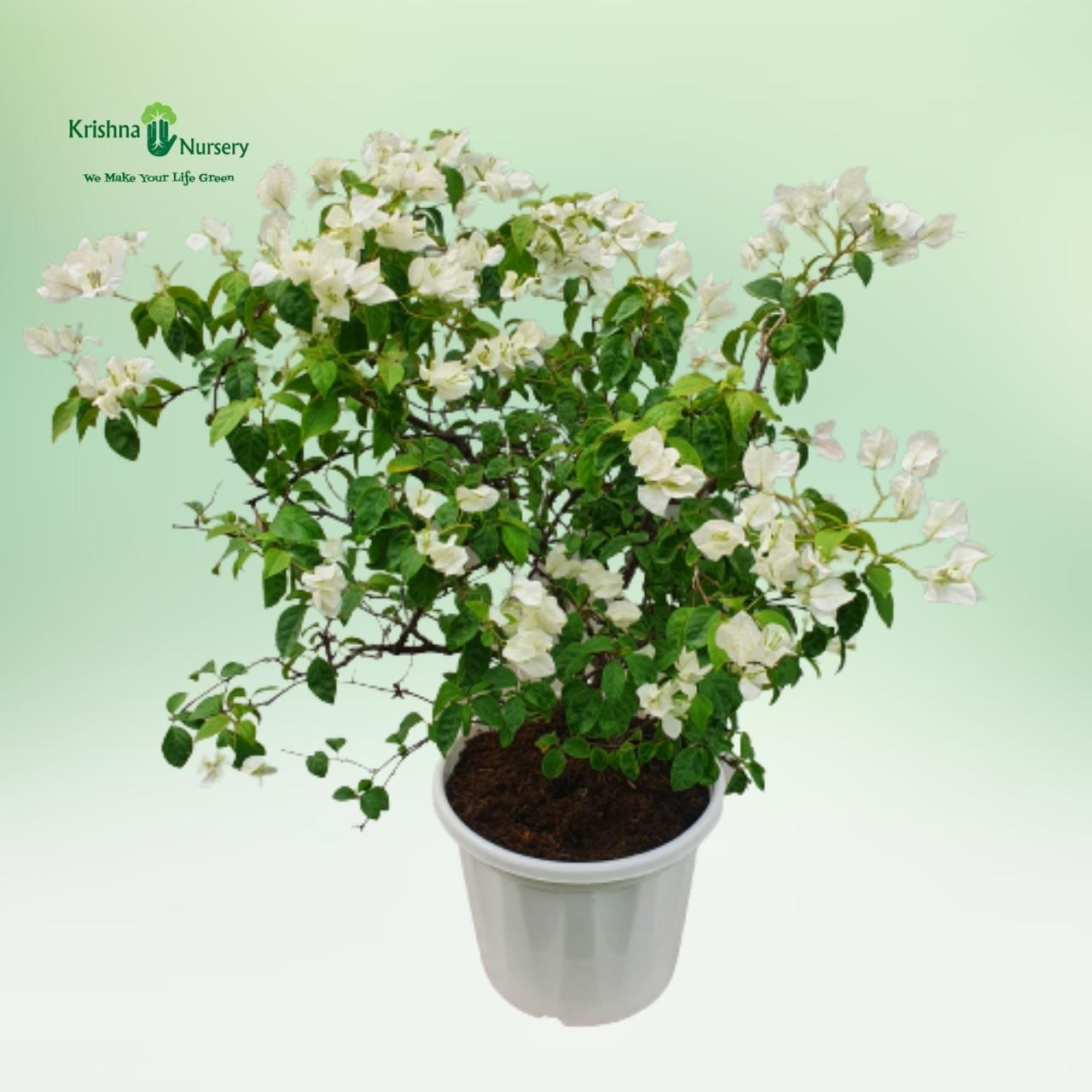 bougainvillea-white-flower-plant