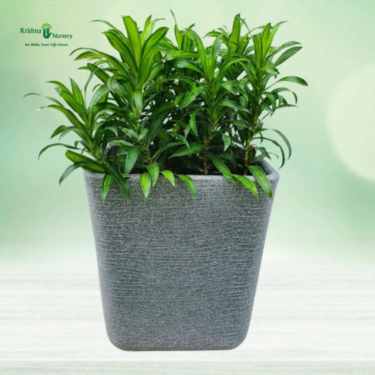 green-song-of-india-with-designer-pot