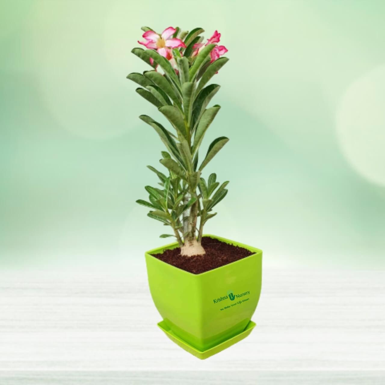 Adenium Plant Benefits In Hindi