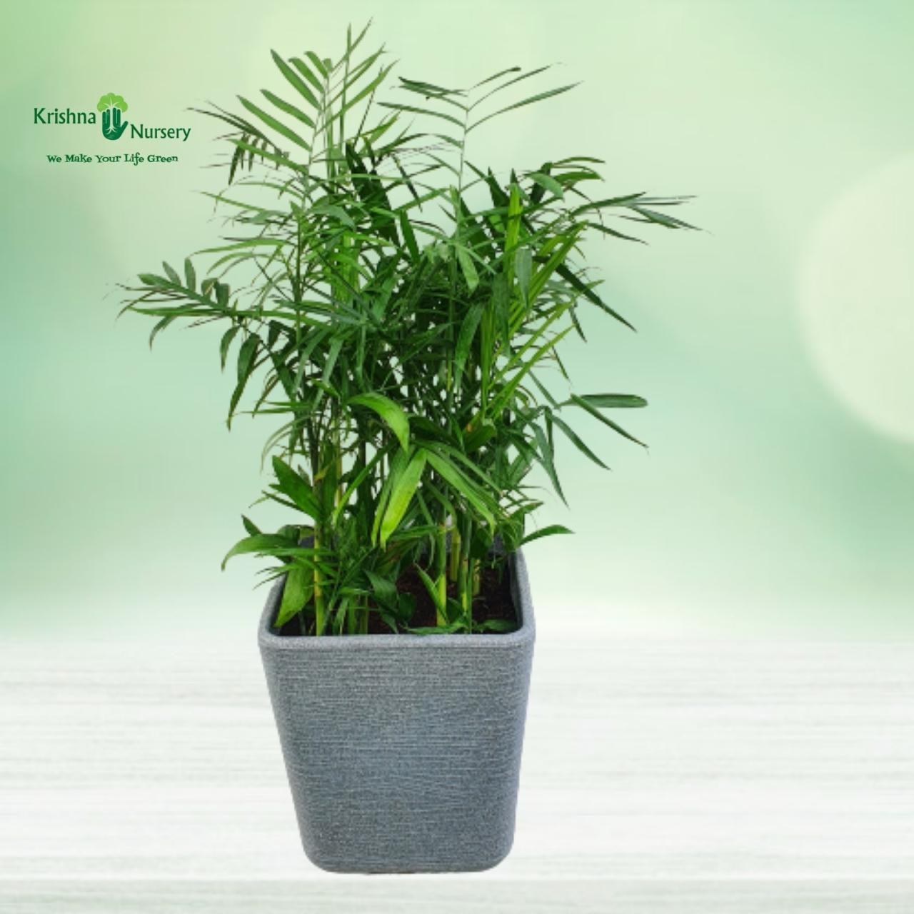 bamboo-palm-with-designer-pot