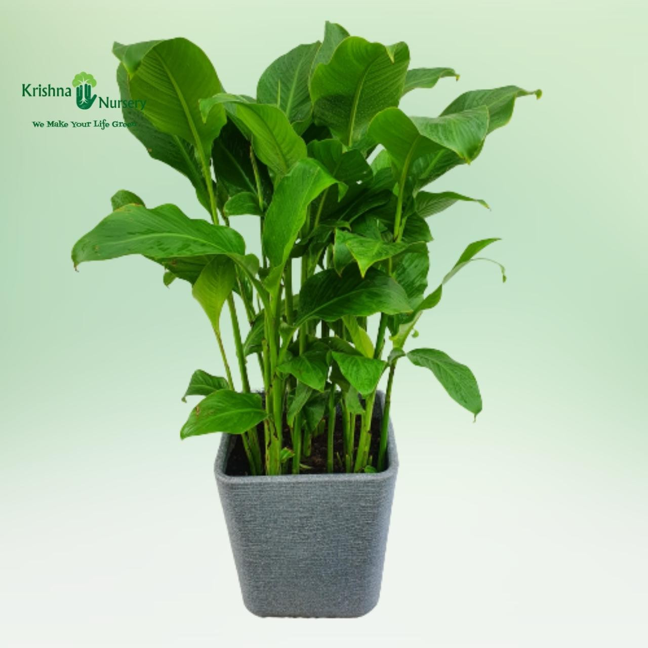 canna-plant-with-designer-pot