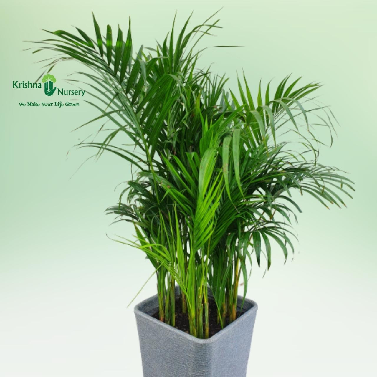 areca-palm-with-designer-pot