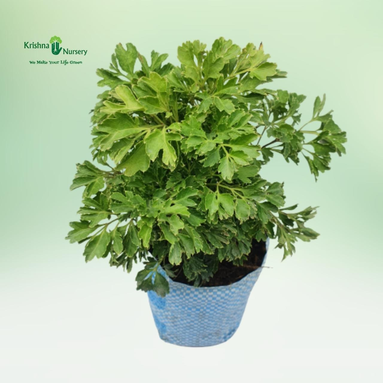 aralia-green-plant