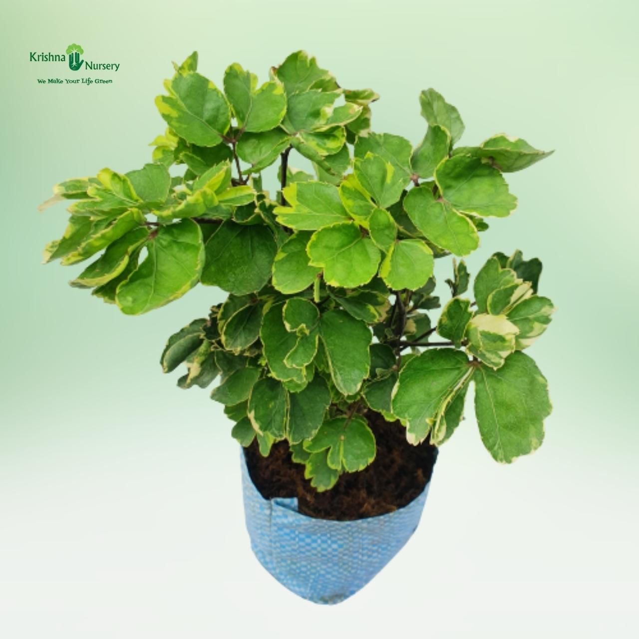 variegated-balfour-aralia-plant