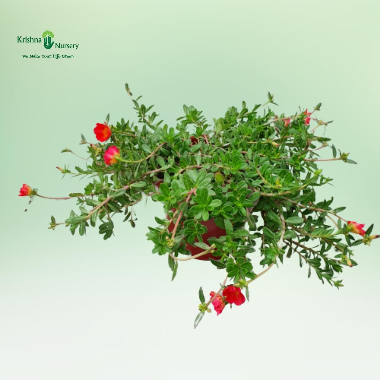 kulfa-plant-red-flower