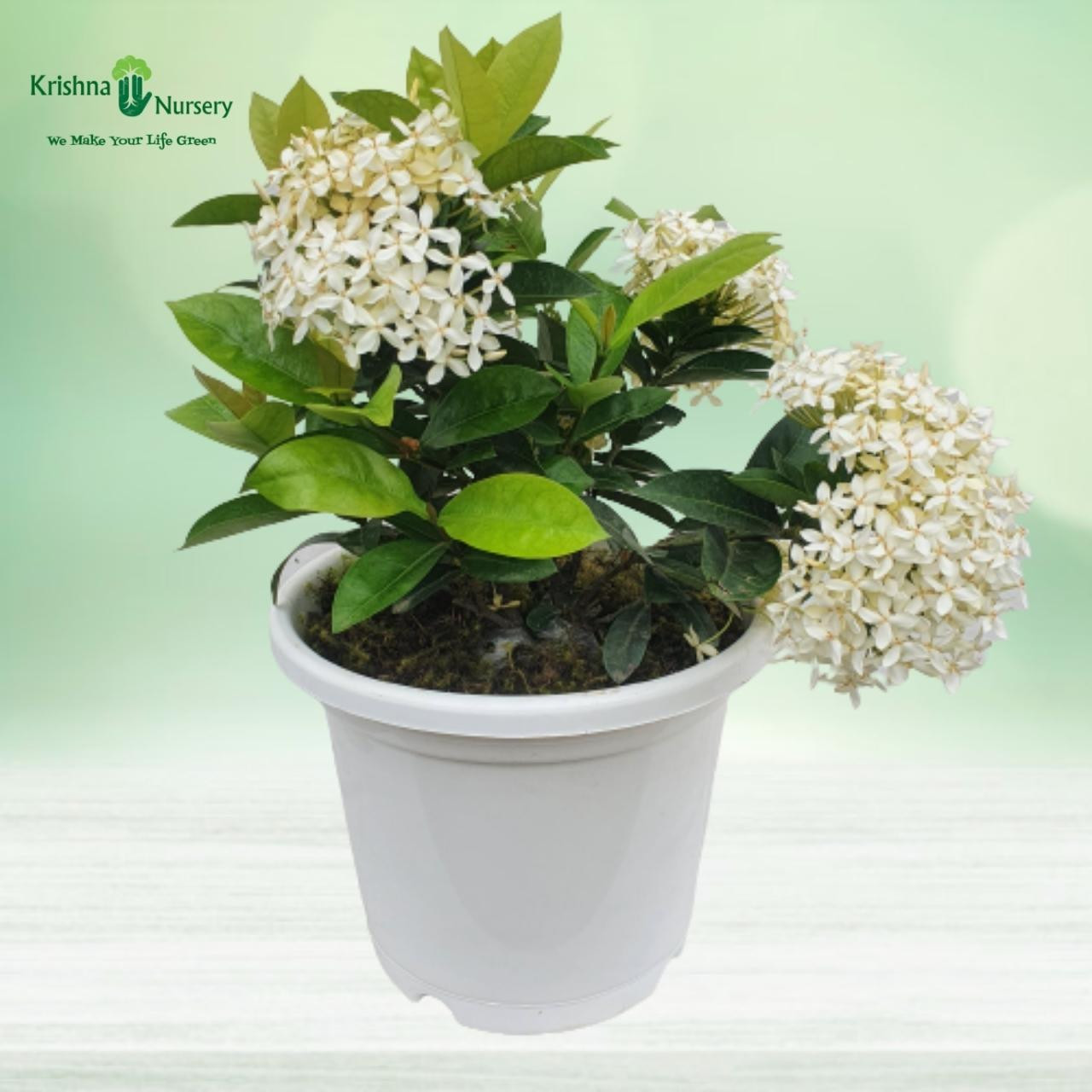 ixora-plant-white-flower