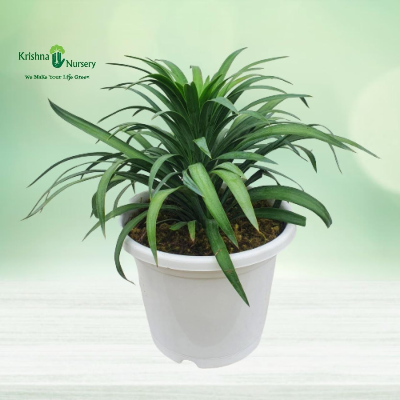yucca-glauca-plant