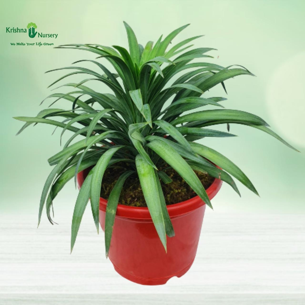 yucca-glauca-plant