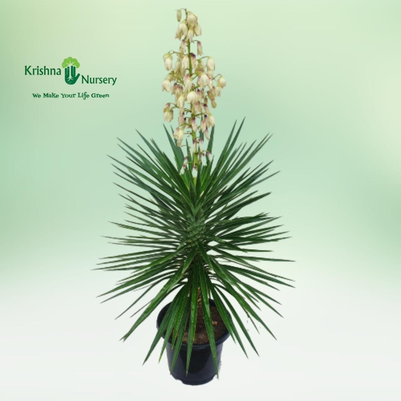 yucca-plant