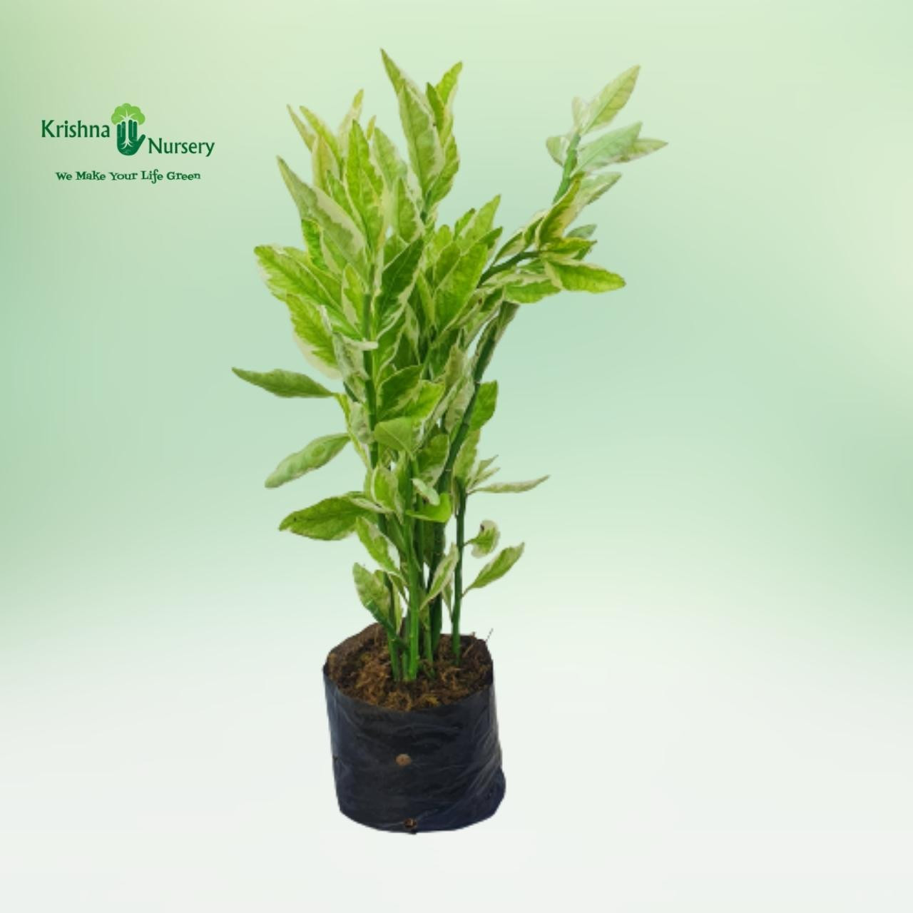 pedilanthus-plant