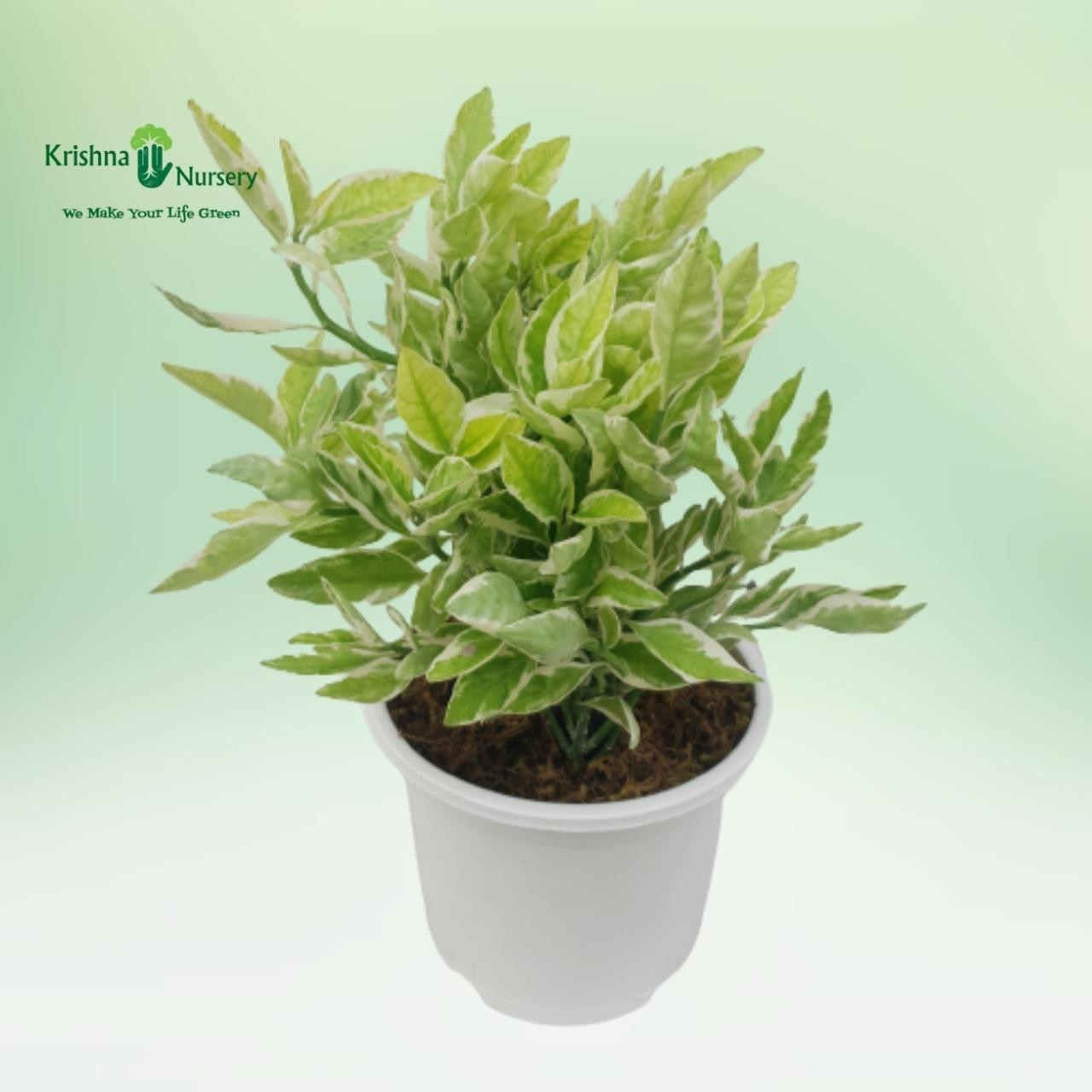 pedilanthus-plant