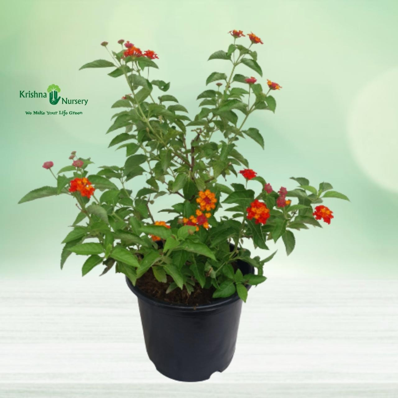 lantana-plant-red-flower