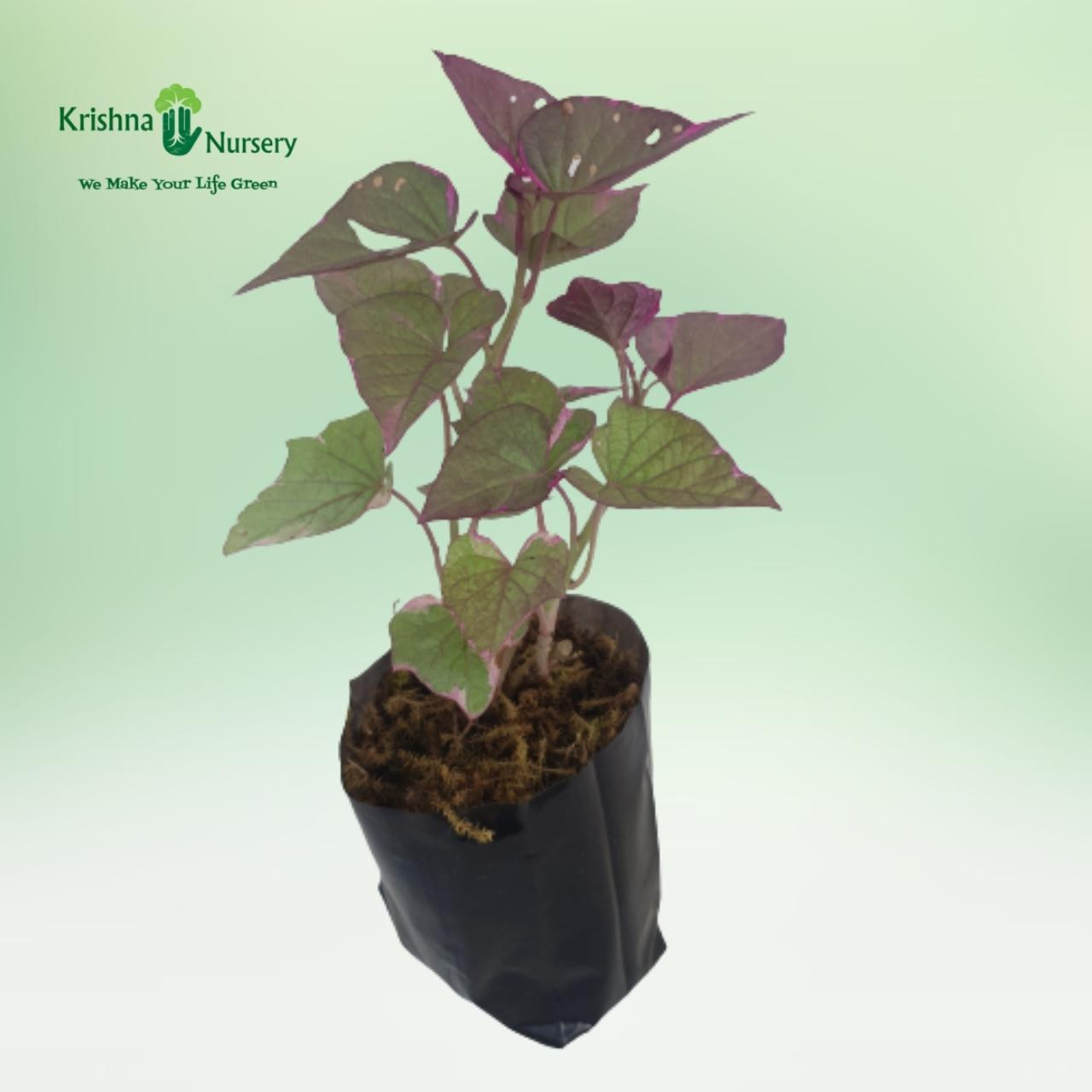 ipomoea-plant-purple