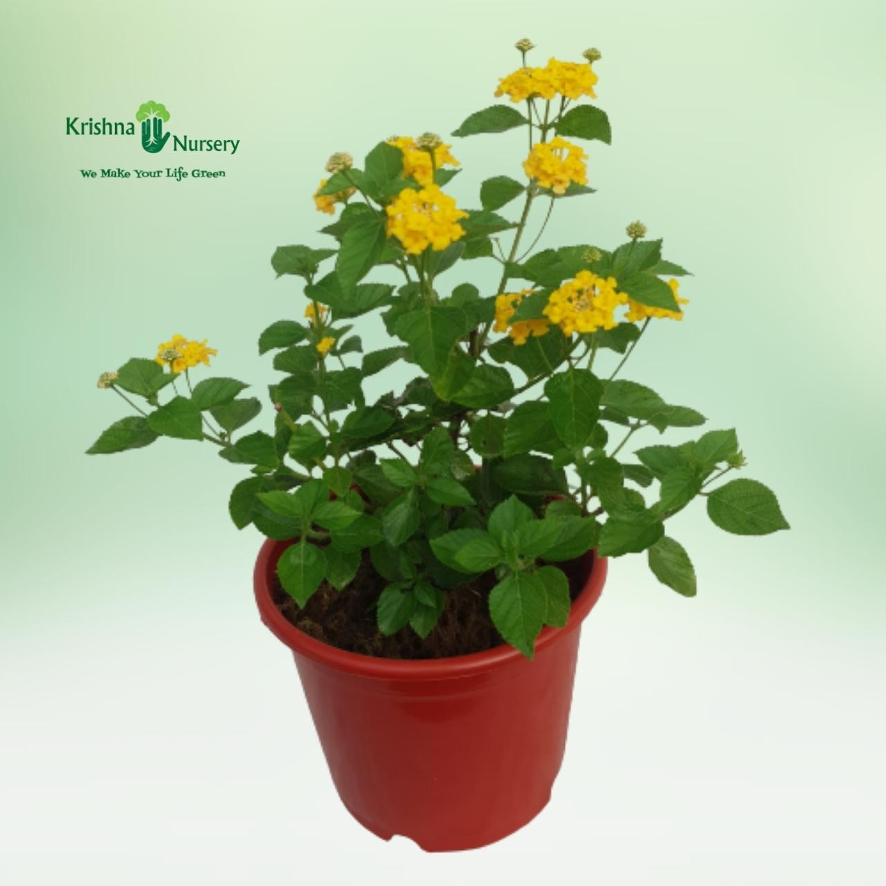 lantana-plant-yellow