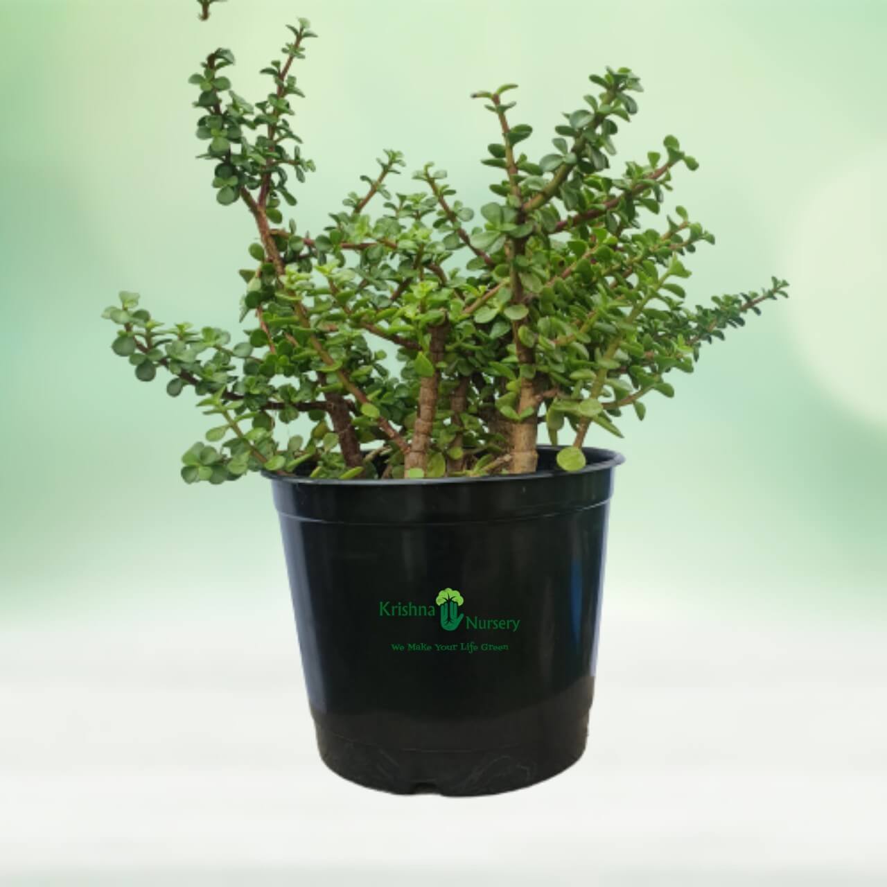 jade-plant