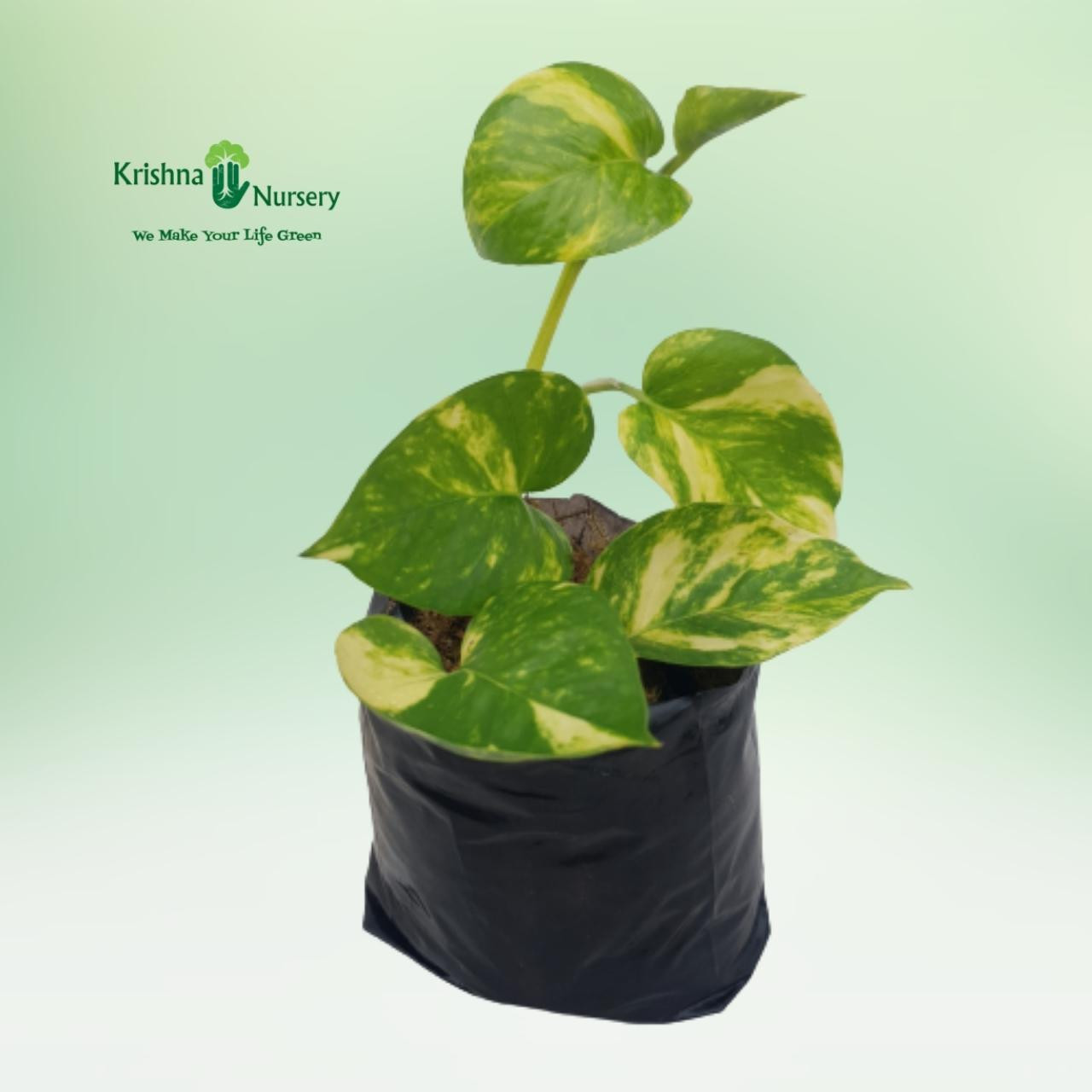 variegated-green-money-plant