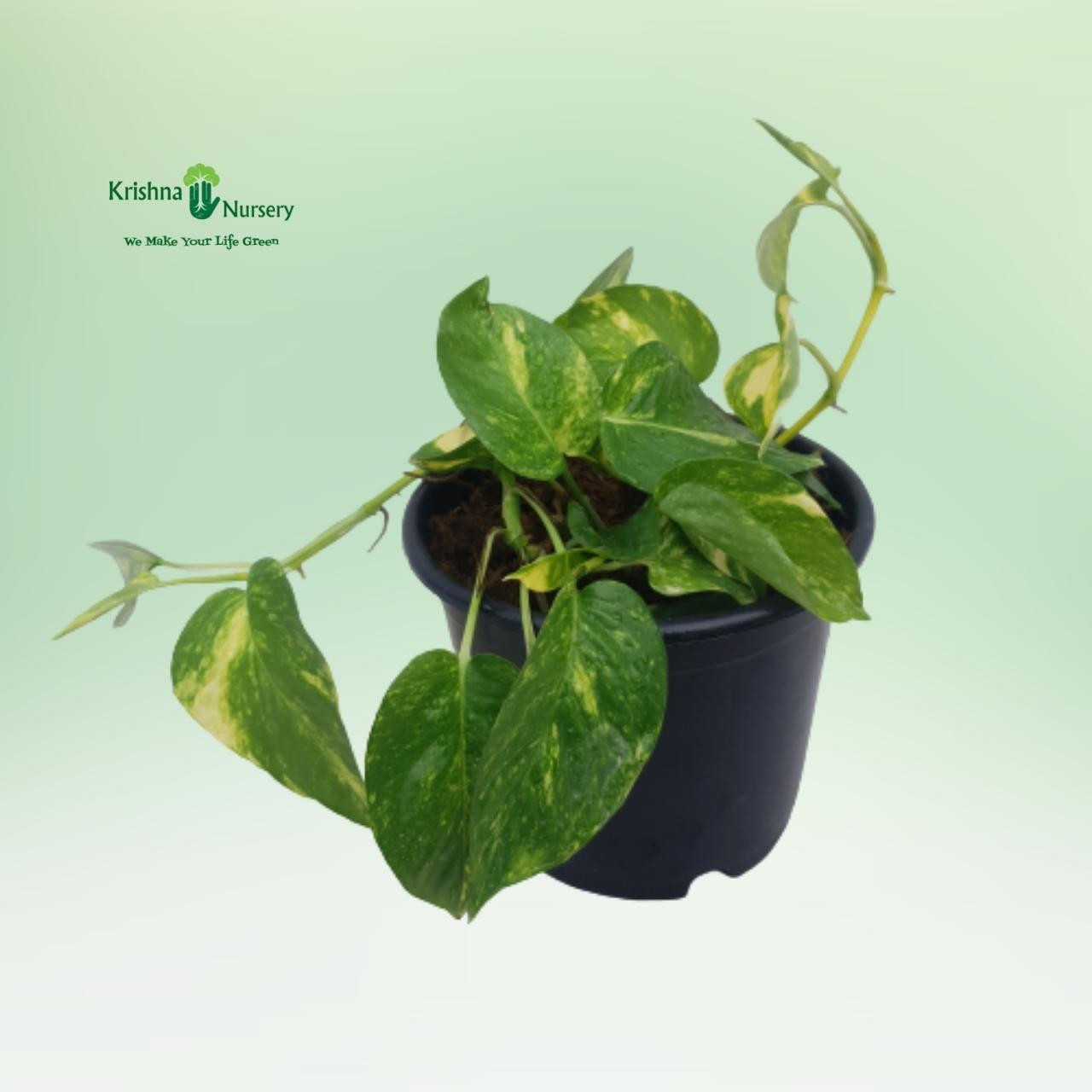 variegated-green-money-plant