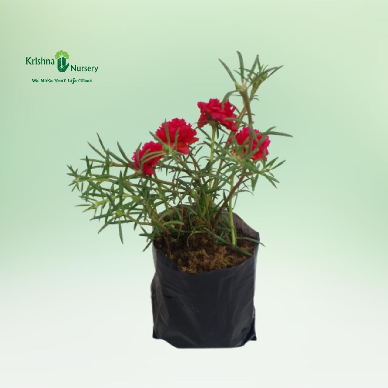 portulaca-plant-any-color