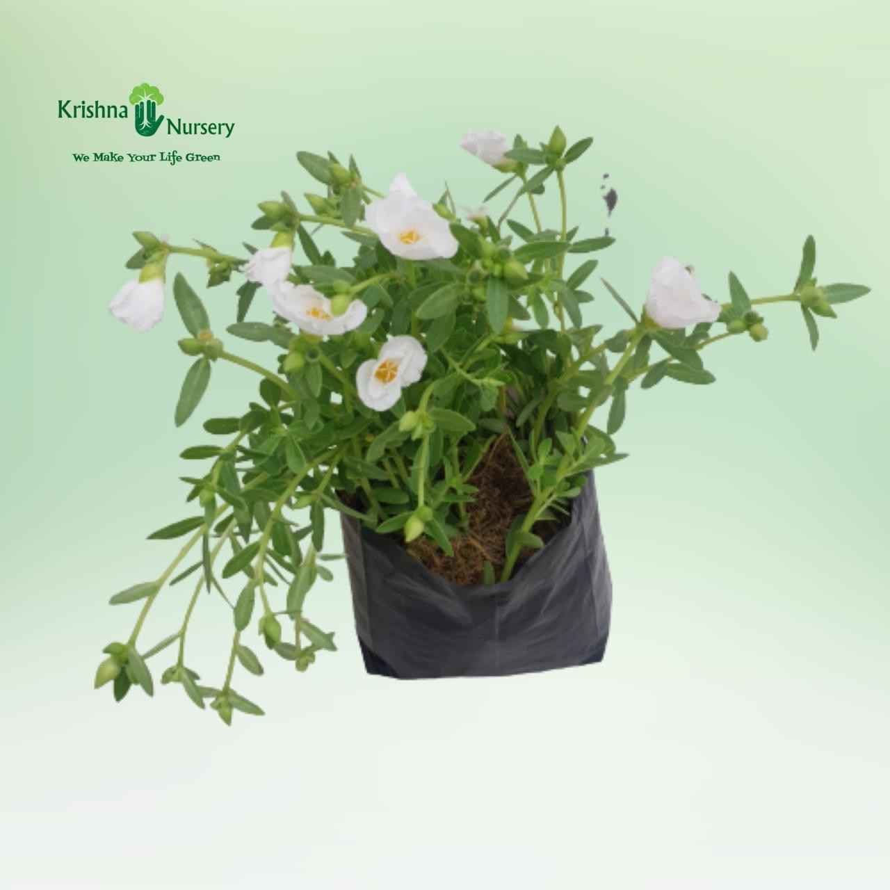 purslane-plant-white-flower