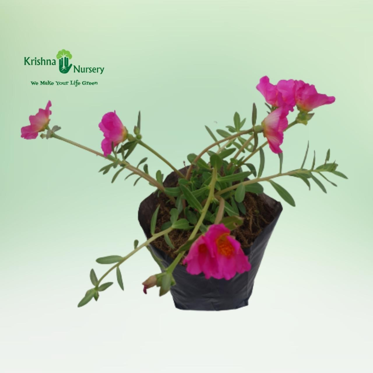 purslane-plant-pink-flower